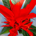Backyard Canna